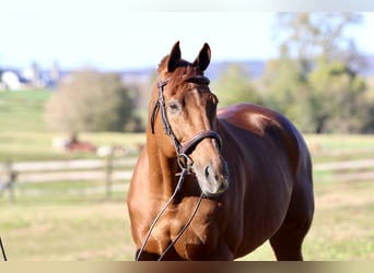 Thoroughbred, Gelding, 16 years, 16,3 hh, Chestnut