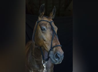 Thoroughbred, Gelding, 17 years, 16 hh, Brown