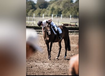 Thoroughbred, Gelding, 17 years, 16 hh, Brown