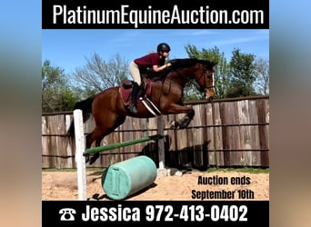 Thoroughbred, Gelding, 17 years, 17 hh, Bay