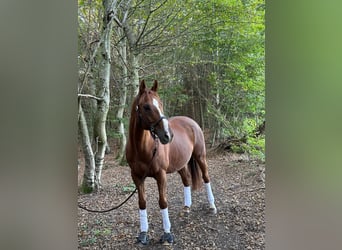 Thoroughbred, Gelding, 18 years, 15,2 hh, Chestnut-Red