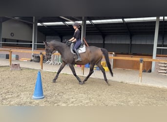Thoroughbred, Gelding, 18 years, 16.1 hh, Brown