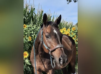 Thoroughbred, Gelding, 18 years, 16.1 hh, Brown
