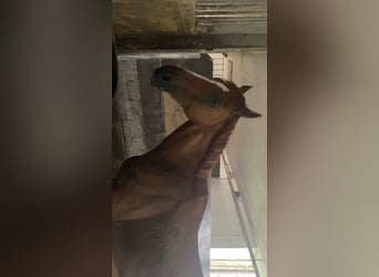 Thoroughbred, Gelding, 19 years, 15.1 hh, Chestnut-Red