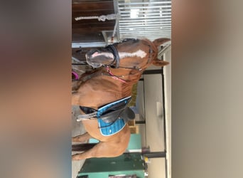 Thoroughbred, Gelding, 19 years, 15.2 hh, Chestnut-Red