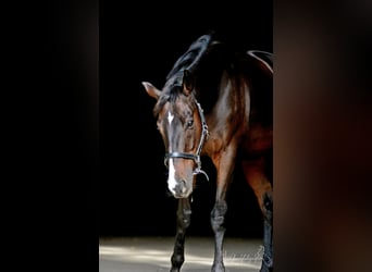 Thoroughbred, Gelding, 19 years, 16.2 hh, Brown