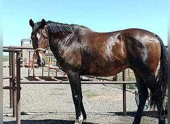Thoroughbred, Gelding, 19 years, 16 hh, Bay-Dark