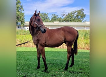 Thoroughbred, Gelding, 1 year, 15 hh, Bay