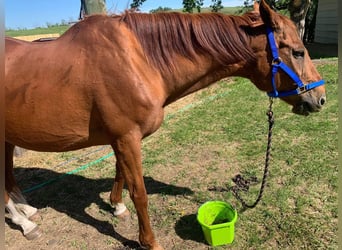 Thoroughbred, Gelding, 20 years, 16 hh, Chestnut