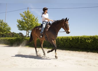 Thoroughbred, Gelding, 21 years, 15.2 hh, Brown