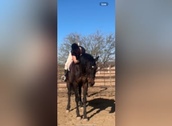 Thoroughbred, Gelding, 21 years, 16 hh, Bay-Dark