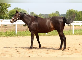 Thoroughbred, Gelding, 21 years, 16 hh, Bay-Dark