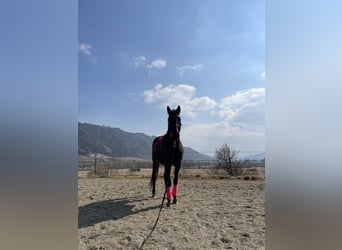 Thoroughbred, Gelding, 23 years, 16.1 hh, Bay-Dark