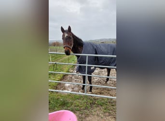 Thoroughbred, Gelding, 24 years, 16.2 hh, Brown