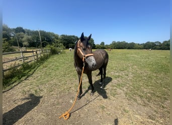 Thoroughbred, Gelding, 2 years, 14,1 hh, Roan-Bay