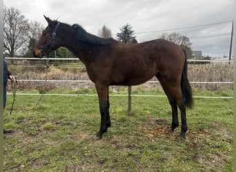 Thoroughbred, Gelding, 2 years, Brown