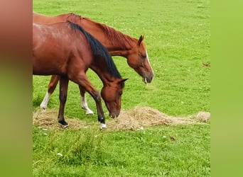 Thoroughbred, Gelding, 2 years, Brown