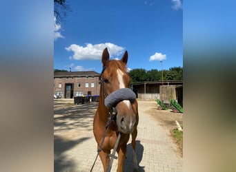 Thoroughbred, Gelding, 3 years, 15.2 hh, Chestnut-Red