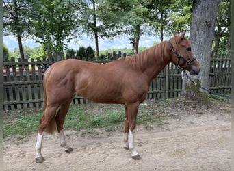 Thoroughbred, Gelding, 3 years, 15.2 hh, Chestnut-Red