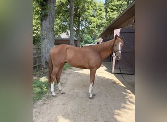Thoroughbred, Gelding, 3 years, 15.2 hh, Chestnut-Red