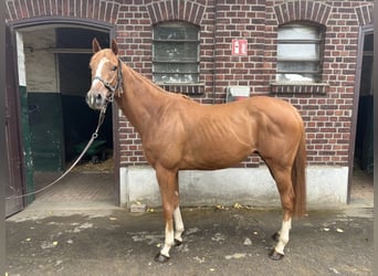 Thoroughbred, Gelding, 3 years, 15.2 hh, Chestnut-Red