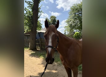 Thoroughbred, Gelding, 3 years, 15.2 hh, Chestnut-Red