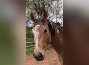 Thoroughbred Mix, Gelding, 3 years, 15 hh, Pinto