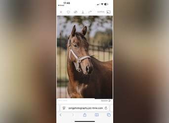 Thoroughbred, Gelding, 3 years, 15,1 hh, Bay-Dark