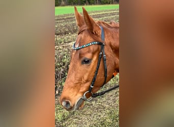 Thoroughbred, Gelding, 3 years, 15,1 hh, Chestnut-Red