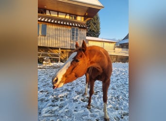 Thoroughbred, Gelding, 3 years, 15,1 hh, Chestnut-Red