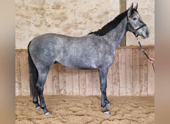 Thoroughbred, Gelding, 3 years, 15,2 hh, Grey-Dapple