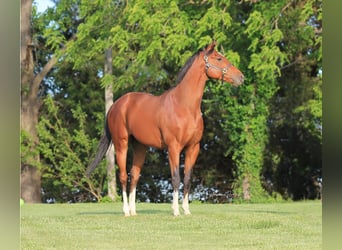 Thoroughbred, Gelding, 3 years, 16.1 hh, Bay