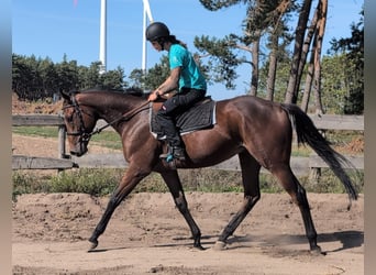 Thoroughbred, Gelding, 3 years, 16.2 hh, Bay-Dark