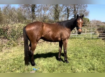 Thoroughbred, Gelding, 3 years, 16 hh, Bay