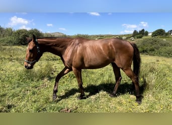 Thoroughbred, Gelding, 3 years, 16 hh, Bay
