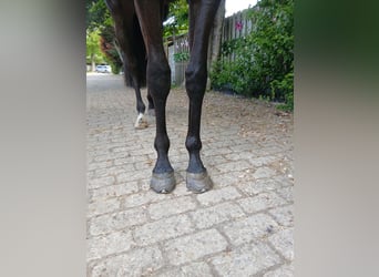 Thoroughbred, Gelding, 3 years, 16 hh