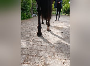 Thoroughbred, Gelding, 3 years, 16 hh