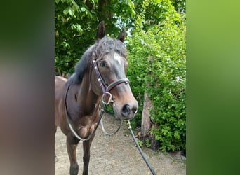 Thoroughbred, Gelding, 3 years, 16 hh, Smoky-Black