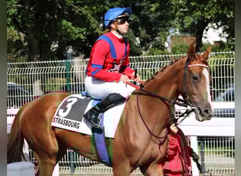 Thoroughbred, Gelding, 3 years, 16,1 hh, Chestnut-Red
