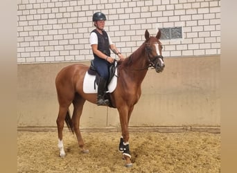 Thoroughbred, Gelding, 3 years, 16,1 hh, Chestnut-Red