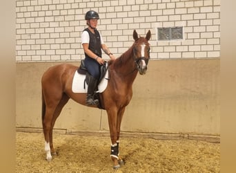 Thoroughbred, Gelding, 3 years, 16,1 hh, Chestnut-Red