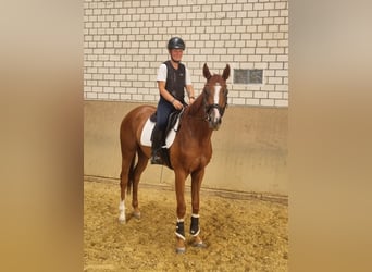 Thoroughbred, Gelding, 3 years, 16,1 hh, Chestnut-Red