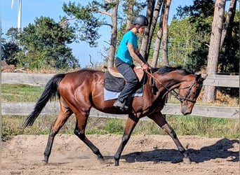 Thoroughbred, Gelding, 3 years, 16,2 hh, Bay-Dark