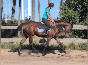 Thoroughbred, Gelding, 3 years, 16,2 hh, Bay-Dark