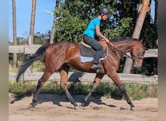 Thoroughbred, Gelding, 3 years, 16,2 hh, Bay-Dark