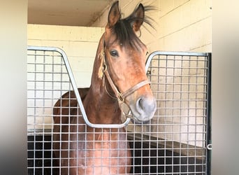 Thoroughbred, Gelding, 3 years, 17 hh, Brown-Light
