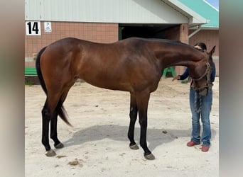 Thoroughbred, Gelding, 3 years, 17 hh, Brown-Light
