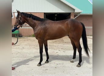 Thoroughbred, Gelding, 3 years, 17 hh, Brown-Light