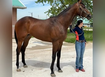 Thoroughbred, Gelding, 3 years, 17 hh, Brown-Light