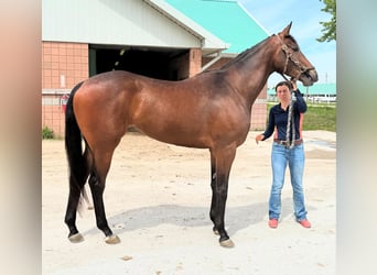 Thoroughbred, Gelding, 3 years, 17 hh, Brown-Light